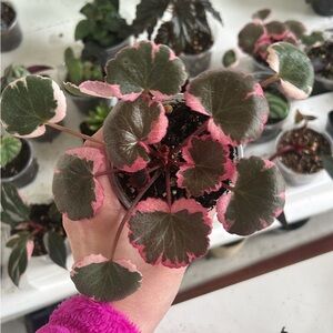 RARE SUPER VARIEGATED STRAWBERRY BEGONIA